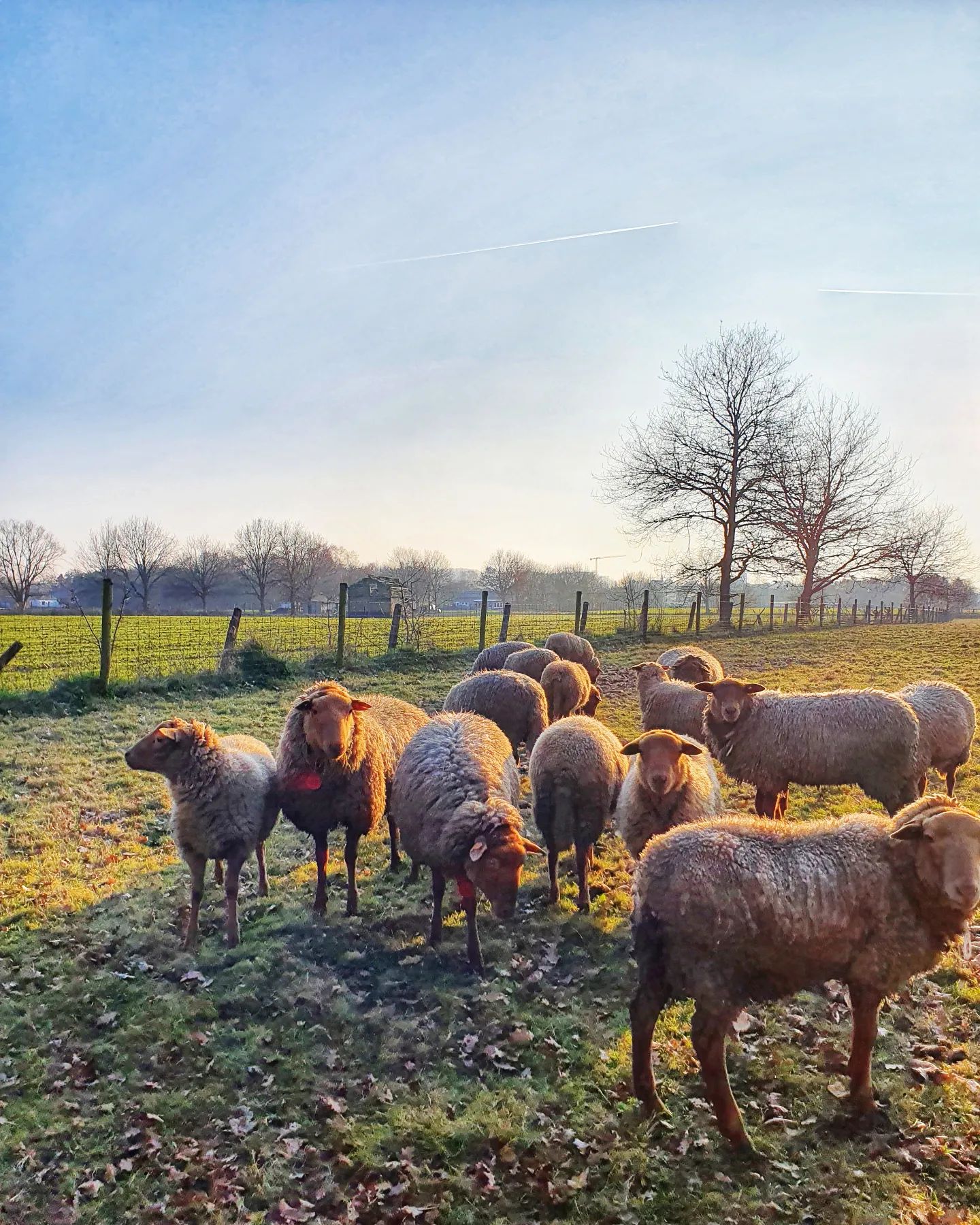Wat een zonnige dag vandaag! Net voor zonsondergang "de vriendjes" nog even gegroet. 
Wat fijn, zo´n (voor mij toch) onverwacht zonnige dag!
.
#sunset #schapen #weide #avond #schemer #eindevandedag #kleingelukske #dankbaar #buitenleven #buitenisbeter #sheep #documentyourdays